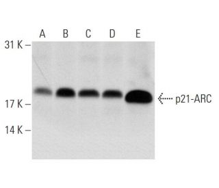 p21-ARC Antibody (E-7) - Western Blotting - Image 70302 