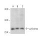 p22-phox Antibody (E-11) - Western Blotting - Image 137632 
