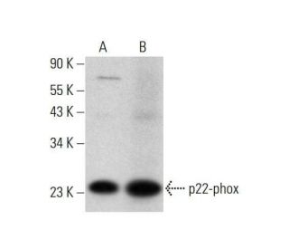 p22-phox Antibody (E-8) - Western Blotting - Image 351971 