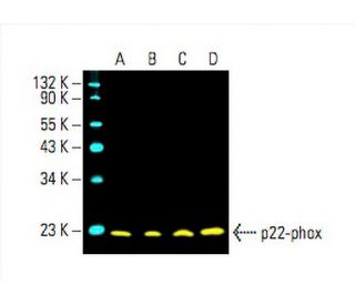 p22-phox Antibody (CS9) - Western Blotting - Image 394804
