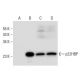 p22HBP Antibody (B-3) - Western Blotting - Image 306571 