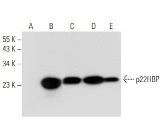 p22HBP Antibody (E-3) - Western Blotting - Image 308170 