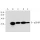 p22HBP Antibody (E-3) - Western Blotting - Image 308170 