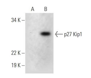 CDKN1B/Kip1 p27 Antibody (A-10) - Western Blotting - Image 294823