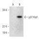 CDKN1B/Kip1 p27 Antibody (A-10) - Western Blotting - Image 294823