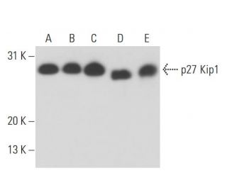 CDKN1B/Kip1 p27 Antibody (DCS-72) - Western Blotting - Image 17345 