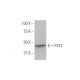 P2X2 Antibody (3D5) - Western Blotting - Image 347612 