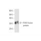 P2X2 Antibody (3D5) - Western Blotting - Image 349529
