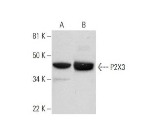 P2X3 Antibody (B-5) - Western Blotting - Image 295826 
