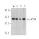 P2X4 Antibody (D-3) - Western Blotting - Image 399407 