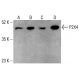 P2X4 Antibody (D-3) - Western Blotting - Image 412629