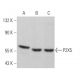 P2X5 Antibody (A-11) - Western Blotting - Image 367335