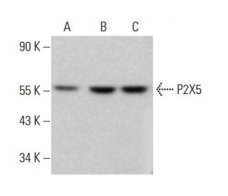 P2X5 Antibody (H-5) - Western Blotting - Image 382845 