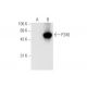 P2X6 Antibody (D-1) - Western Blotting - Image 62689