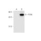 P2X6 Antibody (E-9) - Western Blotting - Image 65792