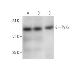 P2X7 Antibody (D-1) - Western Blotting - Image 333641 