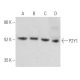 P2Y1 Antibody (E-1) - Western Blotting - Image 355514 