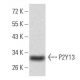 P2Y13 Antibody (6G12E10) - Western Blotting - Image 358346 
