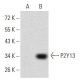 P2Y13 Antibody (6G12E10) - Western Blotting - Image 358347