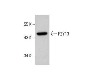 P2Y13 Antibody (6G12E10) - Western Blotting - Image 384244 