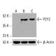 P2Y2 抗體(H-5): sc-518121。Western blot分析未處理(A)與化學處理(B、C)HCT-116細胞全細胞裂解液中P2Y2表達。檢測試劑:m-IgGκ BP-HRP:sc-516102。β-肌動蛋白(C4):sc-47778 用作載量對照。檢測試劑:m-IgG Fc 標記的生物醯胺蛋白酶(BP-HRP):sc-525409。 P2Y2 Antibody (H-5) - Western Blotting - Image 416148