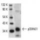 p33ING1 Antibody (CAb 9) - Western Blotting - Image 183 