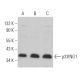 p33ING1 Antibody (CAb 9) - Western Blotting - Image 364073