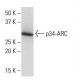 p34-ARC Antibody (14X-07) - Western Blotting - Image 34294