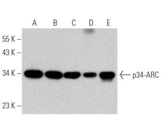p34-ARC Antibody (F-5) - Western Blotting - Image 363222 