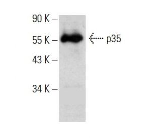 p35 Antibody (B-1) - Western Blotting - Image 385350 