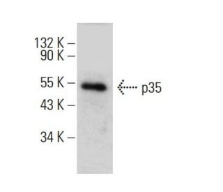 p35 Antibody (C-3) - Western Blotting - Image 385351 