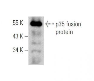 p35 Antibody (G-7) - Western Blotting - Image 385675 