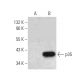 p35 Antibody (G-7) - Western Blotting - Image 389124