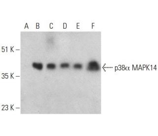 p38 alpha MAPK14 Antibody (9F12) - Western Blotting - Image 395730