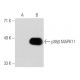 p38 beta MAPK11 Antibody (4H6H6) - Western Blotting - Image 31501 