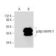 p38 beta MAPK11 Antibody (4H6H6) - Western Blotting - Image 67887 