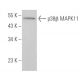 p38 beta MAPK11 Antibody (4H6H6) - Western Blotting - Image 377316