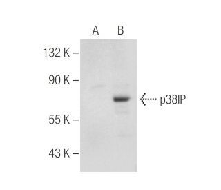 p38IP Antibody (C-7) - Western Blotting - Image 155421 