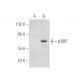 p38IP Antibody (C-7) - Western Blotting - Image 155421 