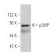 p38IP Antibody (C-7) - Western Blotting - Image 367702