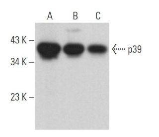p39 Antibody (D-9) - Western Blotting - Image 364502 