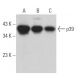 p39 Antibody (D-9) - Western Blotting - Image 364502 