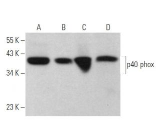 p40-phox Antibody (D-8) - Western Blotting - Image 374731