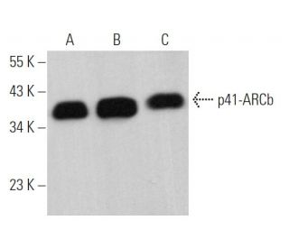 p41-ARCb Antibody (H-1) - Western Blotting - Image 368692 
