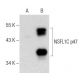 NSFL1C p47 Antibody (E-7) - Western Blotting - Image 157557 