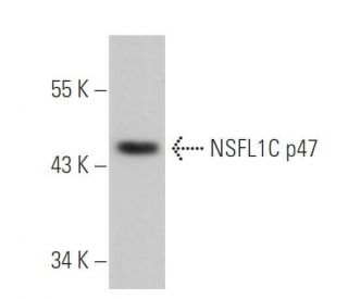 NSFL1C p47 Antibody (E-7) - Western Blotting - Image 356715 