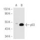 p53 Antibody (2Q375) - Western Blotting - Image 48959 