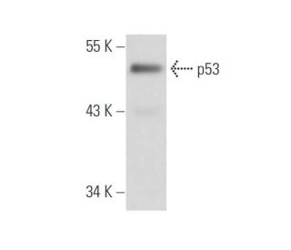 p53 Antibody (3H2821) - Western Blotting - Image 15846