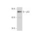 p53 Antibody (3H2821) - Western Blotting - Image 15846