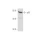 p53 Antibody (3H2821) - Western Blotting - Image 15845